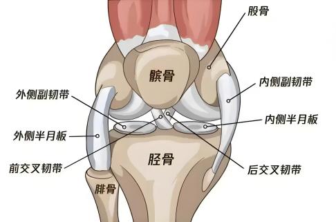 5.27“我愛膝”特別企劃    ——膝關(guān)節(jié)磁共振：為您的“人體軸承”做一次高清體檢